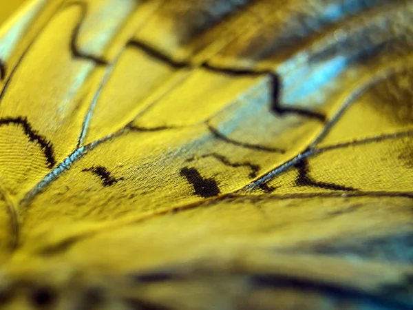 Makro Eines Schmetterlingsflügels lizenzfreie Stockfotos