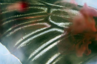 Mikroskop altında kelebek kanatları