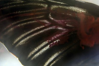 Mikroskop altında kelebek kanatları