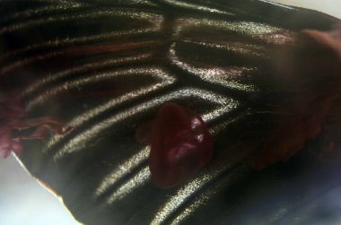 Mikroskop altında kelebek kanatları