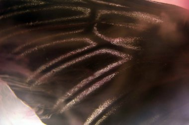 Mikroskop altında kelebek kanatları