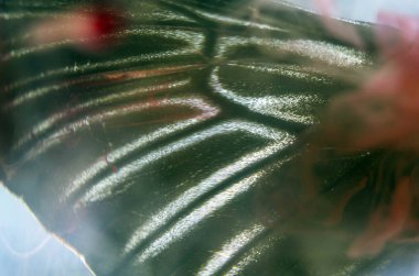 Mikroskop altında kelebek kanatları