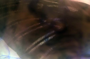 Mikroskop altında kelebek kanatları