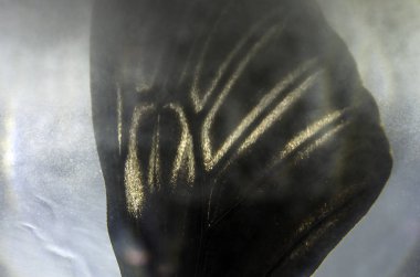 Mikroskop altında kelebek kanatları