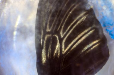 Mikroskop altında kelebek kanatları