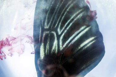 Mikroskop altında kelebek kanatları