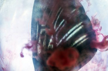 Mikroskop altında kelebek kanatları