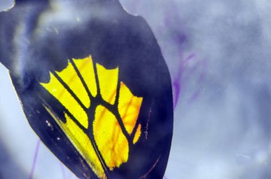 Mikroskop altında kelebek kanatları