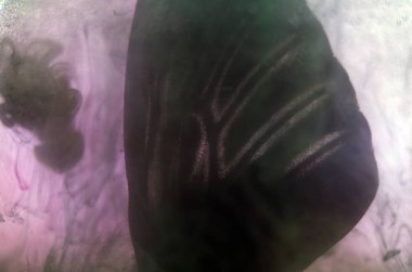 Mikroskop altında kelebek kanatları