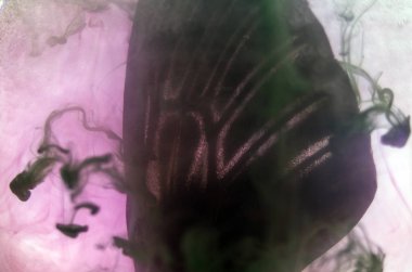 Mikroskop altında kelebek kanatları