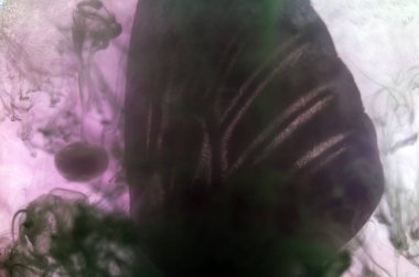 Mikroskop altında kelebek kanatları