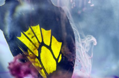 Mikroskop altında kelebek kanatları