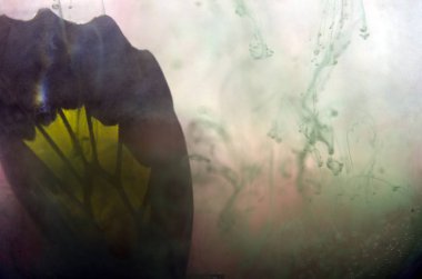 Mikroskop altında kelebek kanatları