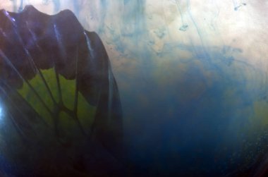 Mikroskop altında kelebek kanatları