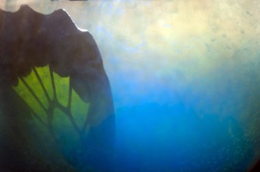 Mikroskop altında kelebek kanatları