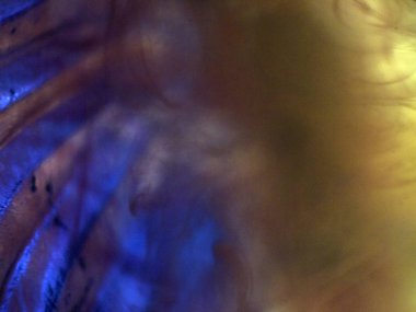 Mikroskop altında kelebek kanatları