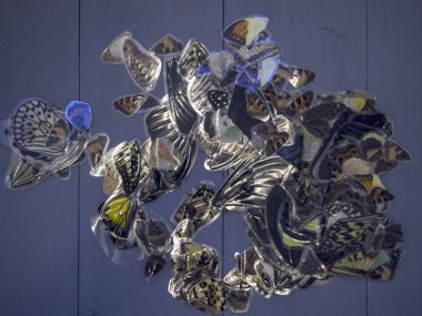 Mikroskop altında kelebek kanatları