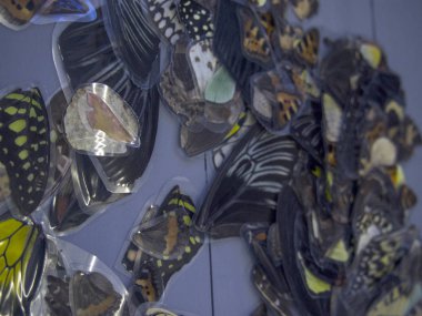 Mikroskop altında kelebek kanatları