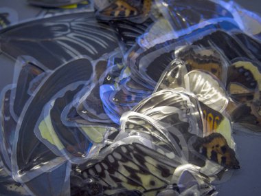 Mikroskop altında kelebek kanatları