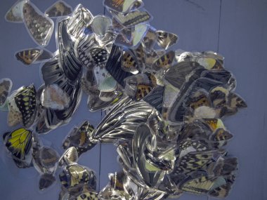 Mikroskop altında kelebek kanatları