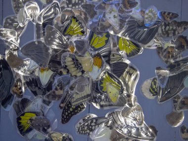 Mikroskop altında kelebek kanatları