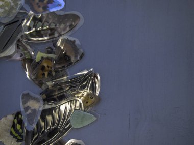 Mikroskop altında kelebek kanatları