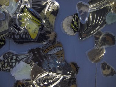 Mikroskop altında kelebek kanatları