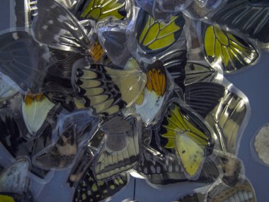 Mikroskop altında kelebek kanatları