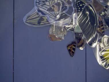 Mikroskop altında kelebek kanatları