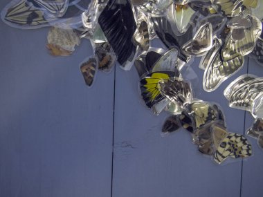 Mikroskop altında kelebek kanatları