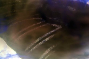 Mikroskop altında kelebek kanatları