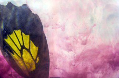 Mikroskop altında kelebek kanatları