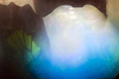 Mikroskop altında kelebek kanatları