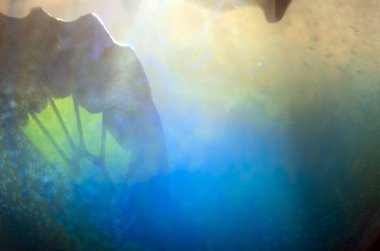 Mikroskop altında kelebek kanatları