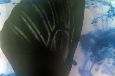 Mikroskop altında kelebek kanatları