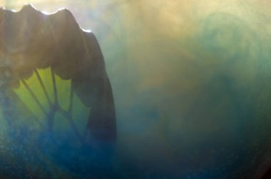 Mikroskop altında kelebek kanatları