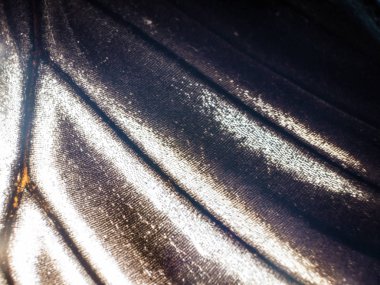 Mikroskop altında kelebek kanatları