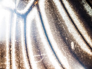 Mikroskop altında kelebek kanatları