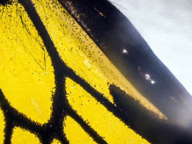 Mikroskop altında kelebek kanatları