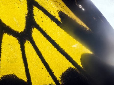 Mikroskop altında kelebek kanatları