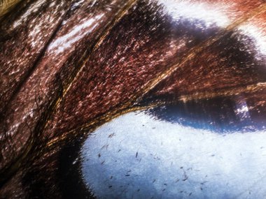 Mikroskop altında kelebek kanatları