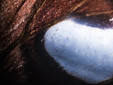 Mikroskop altında kelebek kanatları