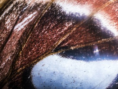 Mikroskop altında kelebek kanatları