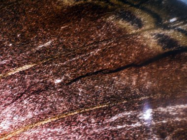 Mikroskop altında kelebek kanatları