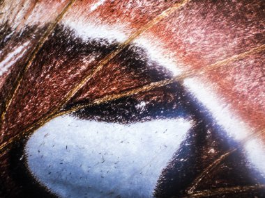 Mikroskop altında kelebek kanatları