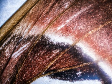 Mikroskop altında kelebek kanatları