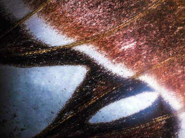 Mikroskop altında kelebek kanatları