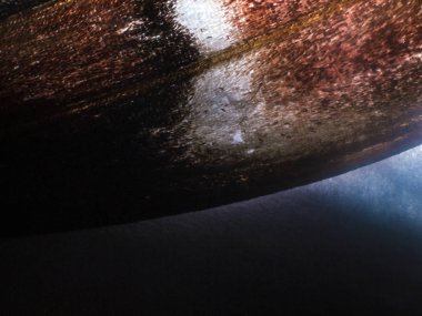 Mikroskop altında kelebek kanatları