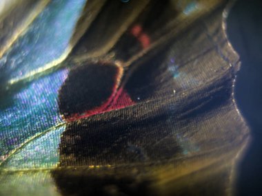 Mikroskop altında kelebek kanatları