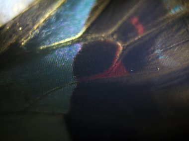 Mikroskop altında kelebek kanatları